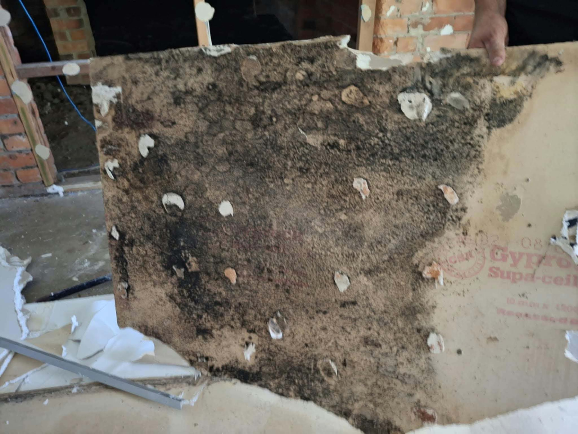 Removed plasterboard with extensive mould growth on its concealed back face