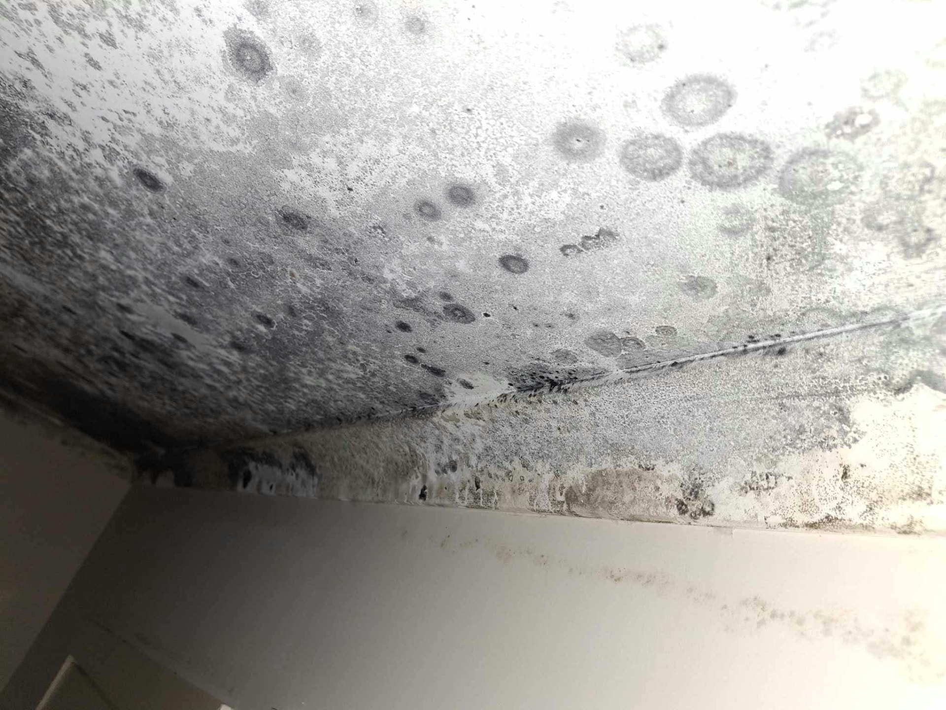 Extensive dark mould spotting across a plasterboard ceiling above an interior wall