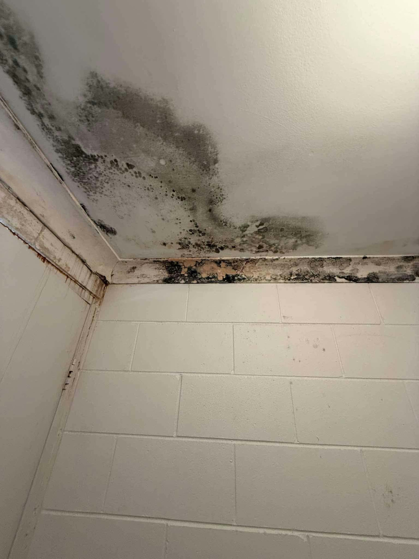 Mould growth across a ceiling and cornice above a tiled wet area before treatment