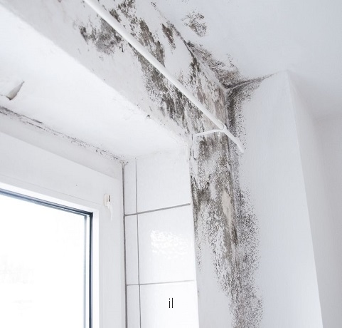 Mould staining on the wall and ceiling around a window on a genuine remediation job