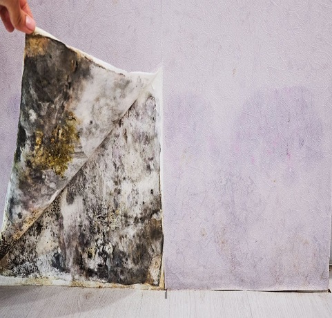 Dark mould growth on the back of a lifted section of interior wall lining